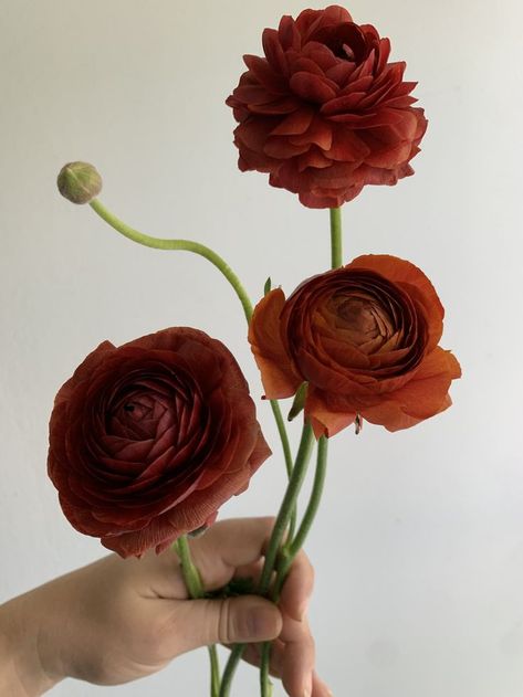 Red Ranunculus, Nothing But Flowers, Bouquet Arrangements, Flower Therapy, Little Flowers, Ranunculus, Flower Images, Ikebana, Floral Bouquets