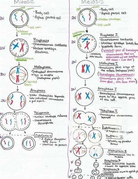 Meiosis Notes, Biology Basics, Biochemistry Notes, Bio Notes, Learn Biology, Study Biology, Biology Classroom, Coloring Worksheet, Basic Anatomy And Physiology