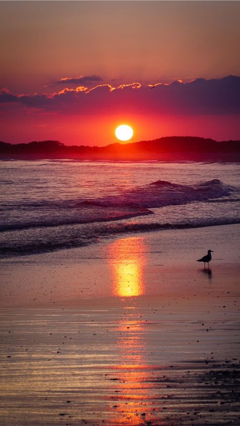 Cape May  NJ #sunlight #nature #sunset #bird #animal #outdoors #light Sunset Iphone Wallpaper, Sunrise Wallpaper, Sun Rise, Iphone Background Images, Light Background Images, Sun Sets, Amazing Sunsets, Sunset Wallpaper, Beautiful Sunrise