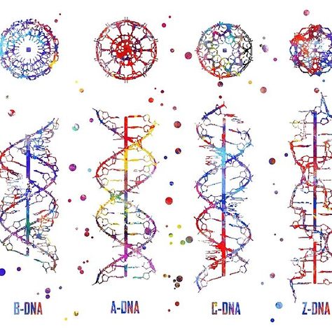 A-B-C-Z DNA, DNA molecule, watercolor dna, dna, molecule Dna Drawing, Chemistry Tattoo, Dna Structure, Dna Art, Dna Tattoo, Dna Helix, Dna Molecule, Human Dna, Biology Art