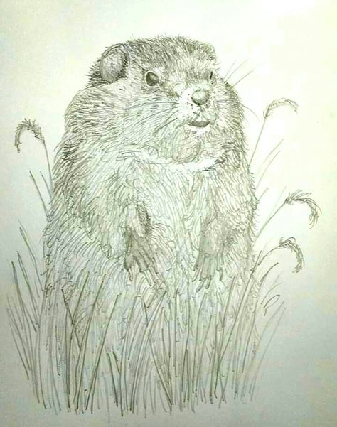 Groundhog Tattoo, Groundhog Drawing, Hog Tattoo, Ground Hog, Wildlife Art, Pencil Sketch, Pencil Art, Art Work, Sketch