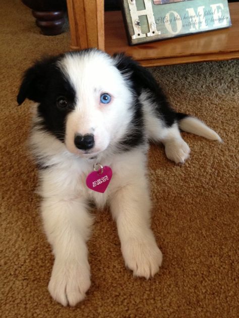 Blue-eyes Border Collie puppy, Brue :) Border Collie Blue Eyes, Puppy Blue Eyes, Border Collie Training, Border Collie Pictures, Doggy Quotes, Herding Dogs Breeds, Border Collie Puppy, Collie Puppy, Behind Blue Eyes