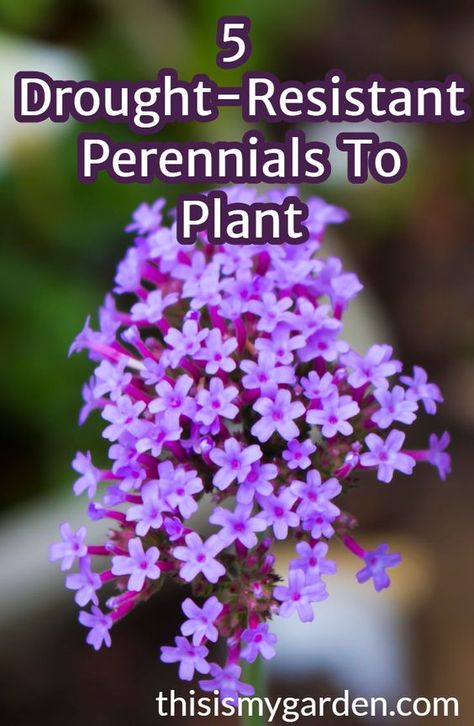 Drought Resistant Perennials, Heat Resistant Flowers, Drought Landscape, Plant Herbs, Flowering Perennials, Drought Tolerant Perennials, Plant Tips, Drought Resistant Plants, Drought Tolerant Garden