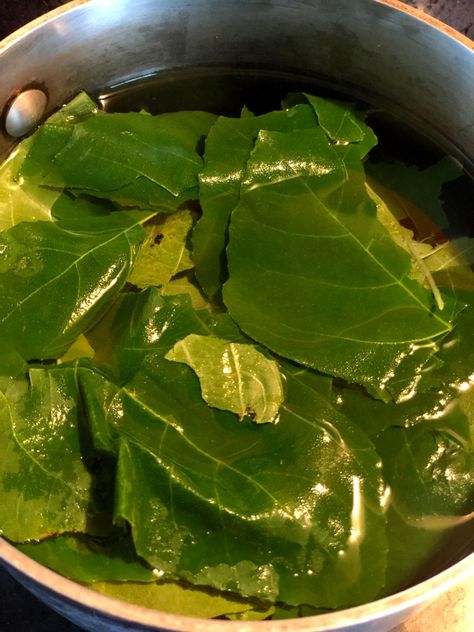 Fig Leaf Recipes, Fig Tea, Fig Leaf Tea, Herb Medicine, Wild Food Foraging, Fig Trees, Fig Fruit, Fig Leaf, Herbal Teas Recipes