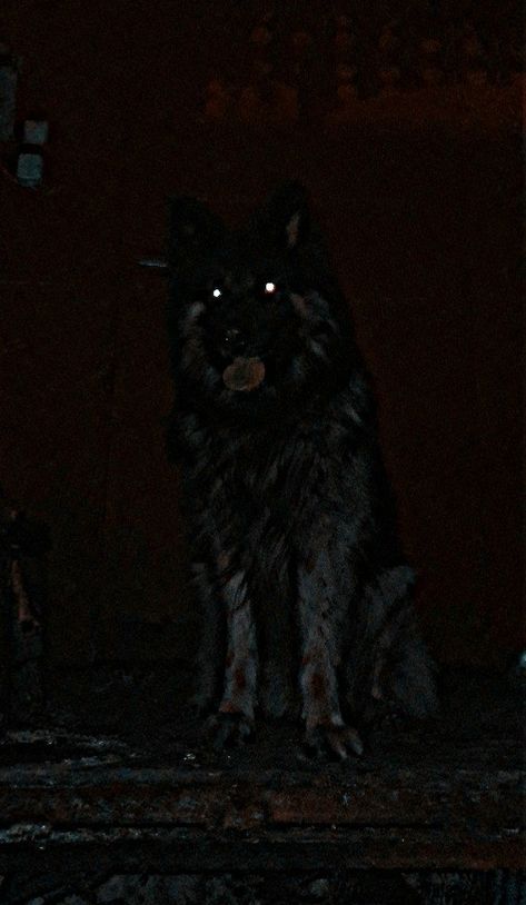 German Shepherd Aggression, Black German Shepherd Scary, Scary Black Dog, Dogs Aesthetic Dark, Dog Aesthetic Dark, Rural Horror, Roadkill Animals, Grunge Animals, Wednesday Oc