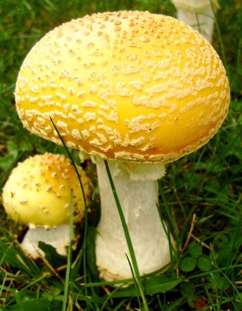 In a Perfect World... Yellow Mushroom Aesthetic, Cottage Core Yellow, Mushroom Christmas Ornaments, Mushroom Inspiration, Cool Mushrooms, Nature Mushrooms, The Magic Faraway Tree, Fly Agaric Mushroom, Mushroom Christmas