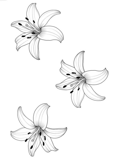 Water Lily Tattoo Stencil, Fire Lily Drawing, Lily Flower Stencil, Tigerlily Drawing, Lilly Tattoos For Women, Lily Tattoo Drawing, Lily Tattoo For Men, Lilly Stencil, Lilly Outline