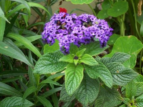 Gardening with Chickens Heliotropium Arborescens, Raising Farm Animals, Edging Plants, Broadleaf Evergreen, List Of Flowers, Herbaceous Border, Perennial Shrubs, Hens And Chicks, Container Flowers