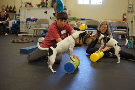 Exercise Therapy, Therapy Dog, Potty Training Puppy, Sick Dog, Dog Exercise, Dog Training Techniques, Aggressive Dog, Dog Agility, Dog Training Collar