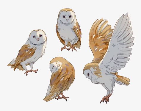 Djamila Knopf on Twitter: "Eiki. He's a good boy.… " Barn Owl Drawing, Barn Owl Tattoo, Barn Owl Art, Nature Sketch, Owls Drawing, Good Boy, Animal Sketches, Owl Art, Barn Owl