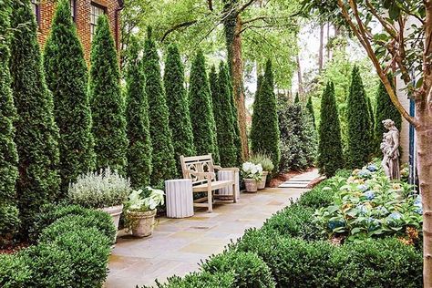 Arborvitae Landscaping Ideas, Evergreen Backyard, Evergreen Trees Landscaping, Colonial Landscaping, Arborvitae Landscaping, Privacy Landscaping Backyard, Green Giant Arborvitae, Emerald Green Arborvitae, Evergreen Landscape