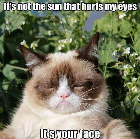 41 Best Grumpy Cats Memes [year] You'll Love Grumpy Cat Meme, Grumpy Kitty, Grumpy Cat Memes, Grumpy Cat Quotes, Animal Funnies, Grumpy Cat Humor, Funny Cartoons Jokes, Cat Humor, Angry Cat