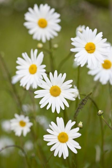 Shasta Daisy: These simple flowers symbolize innocence and purity and have been graced with this reputation for centuries. For more symbolic flower meanings, click through! Ox Eye Daisy, Types Of Daisies, Shasta Daisy, Oopsie Daisy, Summer Table Decorations, Shasta Daisies, Daisy Chains, Summer Flowers Garden, Fantasy Garden