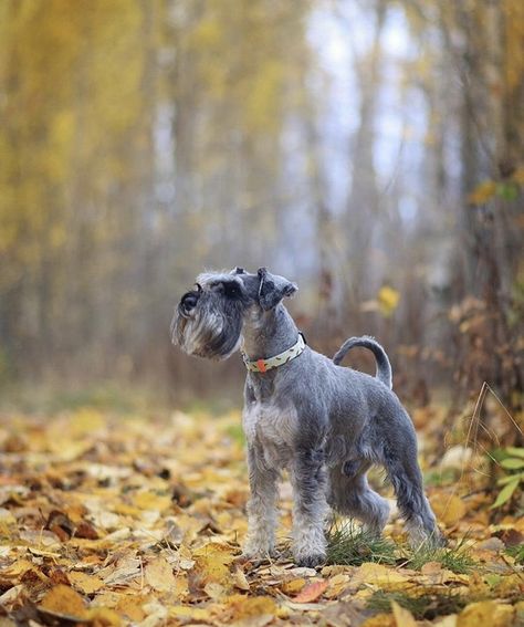 Schnauzer Breed, Schnauzer Grooming, Mini Schnauzer Puppies, Schnauzer Puppies, Standard Schnauzer, Wire Craft, Miniature Schnauzers, Fall Forest, Dog Cuts