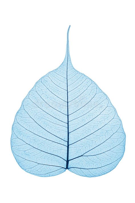 Skeleton Leaf stock photography Peepal Leaf, Leaf Line Art, Skeleton Leaves, Leaves Skeleton, Bodhi Tattoo, Skeleton Leaf Painting, Dry Leaf Photography, Skeleton Leaf Photography, Bodhi Leaf