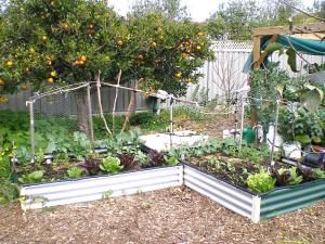 Grow Your Own: Growing vegetables in small spaces | Sustainable Communities South Australia Inc. Small Vegetable Garden Ideas, Vege Garden Ideas, Garden Ideas Australia, Backyard Garden Design Ideas, Small Backyard Garden, Small Vegetable Garden, Small Backyard Garden Design, Vegetable Garden Ideas, Raised Vegetable Gardens