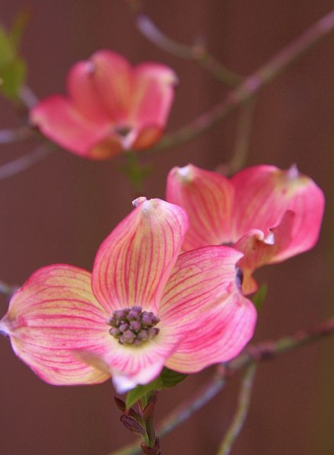 Dogwood Flower Dogwood Blooms, Succulent Tree, Pink Dogwood, Dogwood Flowers, Dogwood Trees, Happy Flowers, Most Beautiful Flowers, Shade Plants, Diy Garden Decor