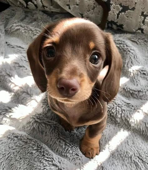 Wiener Dog Puppies, Sausage Dog Puppy, Daschund Puppies, Doxie Puppies, Dachshund Puppies For Sale, Dachshund Funny, Dachshund Puppy Miniature, Cute Animals Puppies, Very Cute Dogs