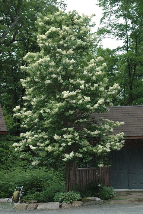 Tree Lilac  -- Syringa 'Ivory Silk' Syringa Reticulata, White Lilac Tree, Japanese Lilac Tree, Lilac Syringa, Japanese Lilac, Tree Id, Patio Trees, White Trees, Lilac Tree