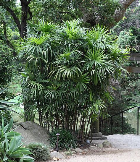 Banana Trees Landscape, Front House Garden, Rain Forest Theme, Landscape Symbols, Plants Safe For Cats, Lady Palm, Creeping Plants, Small House Garden, Banana Trees