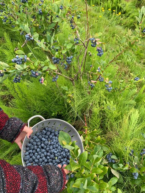 Blueberry Field, Blueberry Girl, Life In Paradise, Farm Lifestyle, Home Vegetable Garden, Farms Living, Fruit Garden, Cottagecore Aesthetic, Paradise Island