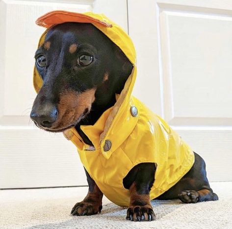 Perro ready for walkies in his raincoat Pictures Of Dogs, Dog Raincoat, Happy Puppy, Dachshund Love, Puppy Care, Wiener Dog, Pet Puppy, Sausage Dog, Dachshund Dog