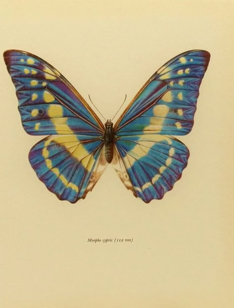 Vintage Butterfly Print, Art Papillon, Butterfly Books, Butterfly Insect, Blue Morpho Butterfly, Insect Print, Butterfly Art Print, Morpho Butterfly, Blue Morpho