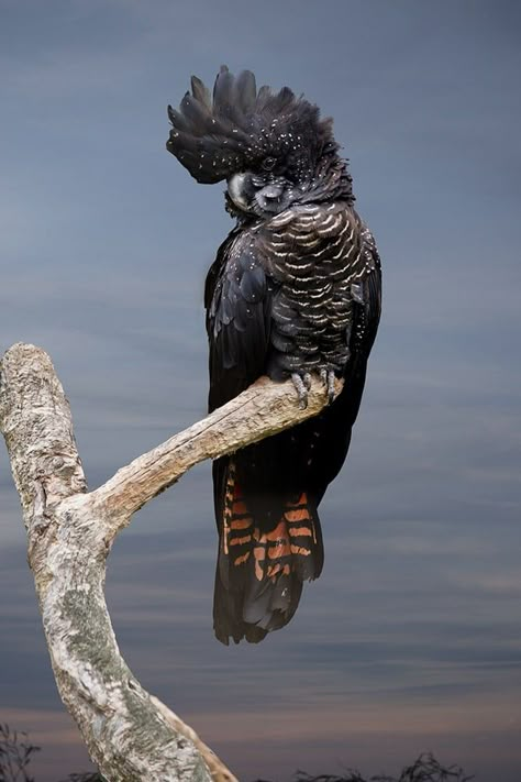 Black Cockatoo, Birds Of Australia, Best Cameras, Australian Wildlife, Bird Paintings, Bird Photos, Australian Birds, Australian Animals, Australian Native