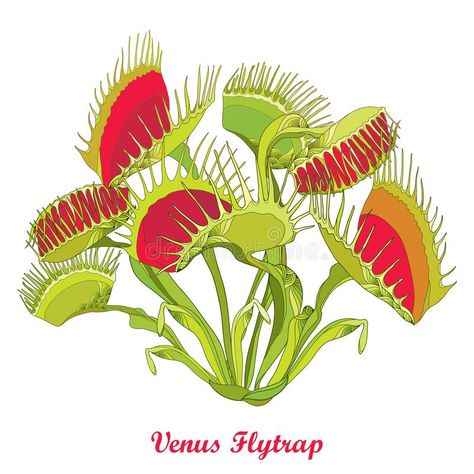 Venus Fly Trap Care, Insectivorous Plant, Venus Flytrap, Plantas Vs Zombies, Fly Trap, Venus Fly Trap, Fly Traps, Desenho Tattoo, Plant Drawing