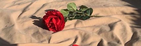 Red Roses Banner Discord, Light Red Twitter Header Aesthetic, Red Roses Twitter Header, Notion Header Red, Red Aesthetic Notion Header, Aesthetic Dividers, Aesthetic Header Twitter, Rosé Header, Rosé Header Twitter