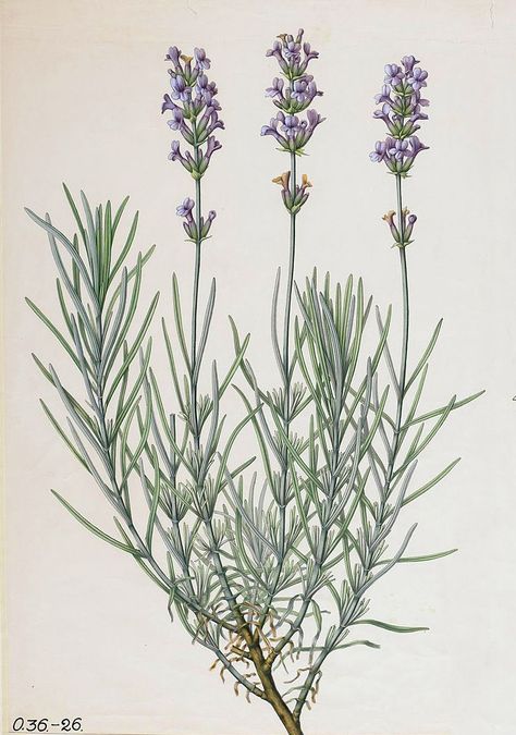 On Lavender Lavender Vintage Illustration, Lavender Plant Illustration, Lavender Botanical Drawing, English Lavender Tattoo, Lavender Reference, Lavender Botanical Illustration, Lavender Line Drawing, Lavender Plant Drawing, Lavender Drawing