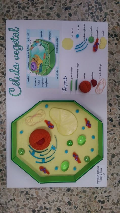 Plant Cells Project Ideas, Plant Cell Project, Cell Model Project, Plant Cell Model, Animal Cell Project, Presentation Ideas For School, Cells Project, خريطة ذهنية, Biology Projects