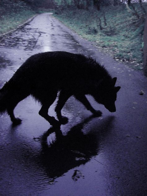 Wolf Walking, Lup Singuratic, Werewolf Aesthetic, Pretty Animals, Wolf Dog, Black Wolf, Wolf Art, Black Dog, Ravenclaw