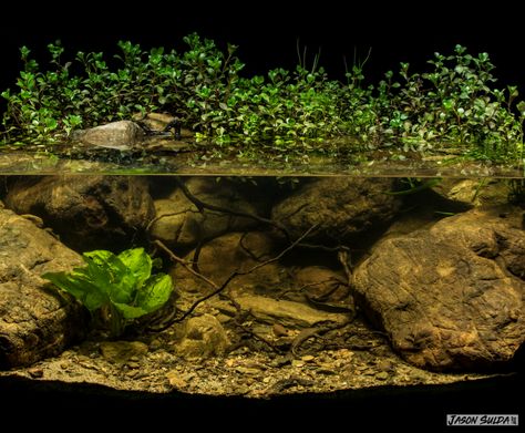 Biotope Aquarium, upper reaches of the ... River Aquarium, Turtle Tank Setup, Turtle Aquarium, Biotope Aquarium, Fish Aquarium Decorations, Taman Air, Aquascape Design, Aquarium Driftwood, Indoor Water Garden