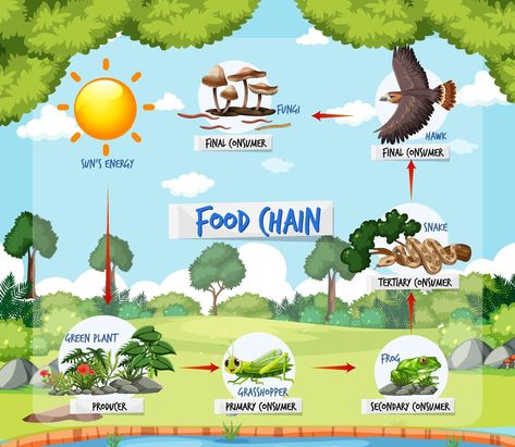 Forest Background Illustration, Rainforest Food Chain, Food Chain Diagram, السلسلة الغذائية, Food Chain Worksheet, Frozen Cards, Spiderman Birthday Cake, Attendance Sheet, Forest Ecosystem