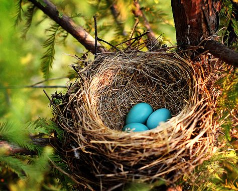 Nest with blue eggs - 'Birds in the Making' by BKPhotographyMO on Flickr Eggs In A Nest, Bird Nest Painting, Nest Art, Egg Nest, Blue Eggs, Bird Eggs, Robin Bird, Baby Bird, Beltane