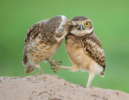 Owl Kisses | The 25 Cutest Animal Kisses Cute Animals Kissing, Animals Kissing, Birds Pictures, Two Owls, Cute Kiss, Burrowing Owl, Nosara, Beautiful Owl, Cute Owl