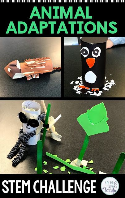 Animal Stem Activities For Kids, Adaptations Activities, Create An Animal, Elementary Stem, Stem Classes, Stem Elementary, Summer List, Animal Adaptations, Engineering Design Process