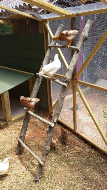 chicken ladder