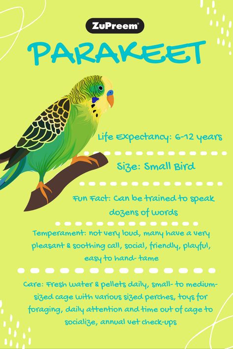 Parakeet Information, Parakeet Care Tips, Parakeet Cage Ideas Budgies, Parakeet Enrichment, Parakeet Enclosure, Budgie Cage Ideas, Parakeet Cage Ideas, Budgie Care, Pet Budgie