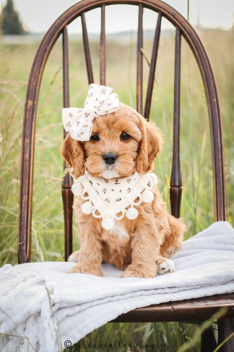 Cavapoo Puppy Cavapoo Outfits, Blenheim Cavapoo, Teddy Bear Cut Cavapoo, Cavapoo Full Grown, Dog Cavapoo, Cava Poo, Cavoodle Puppies, Small Dog Accessories, Dog Sewing