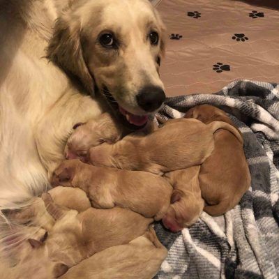 AKC Golden Retriever puppies for sale in Mesa, Arizona English Golden Retriever Puppy, Braided Headband Hairstyle, Airedale Dogs, Yorkie Puppy For Sale, Puppies Near Me, Puppy Finder, Dog Breeds List, Dog Breeders, English Cream