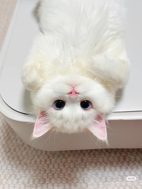 Cat Pfp, Image Chat, Cute Little Kittens, Silly Cats Pictures, Cute Cats Photos, Cat Icon, White Cats, Fluffy Animals