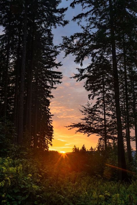 Thuringian Forest, Thuringia Germany, Sunrise Pictures, Sunset Beautiful, Sunset Vibes, Forest Sunset, Forest Scenery, Landscape Photography Nature, Forest Photography