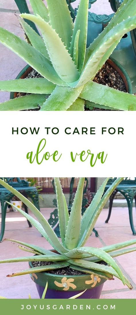 Plant Mom Aesthetic, Aloe Vera Care, Peperomia Plant, نباتات منزلية, Philodendron Plant, Kitchen Plants, Balcony Plants, Inside Plants, Aloe Vera Plant