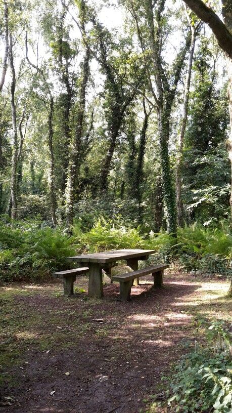 Picnic in the woods - Shakerley Mere Picnic In Forest Aesthetic, Picnic In Woods, Picnic In Forest, Marvel Scenarios, Picnic In The Woods, Garden Shoot, Garden Seats, Environment References, Garden Fences