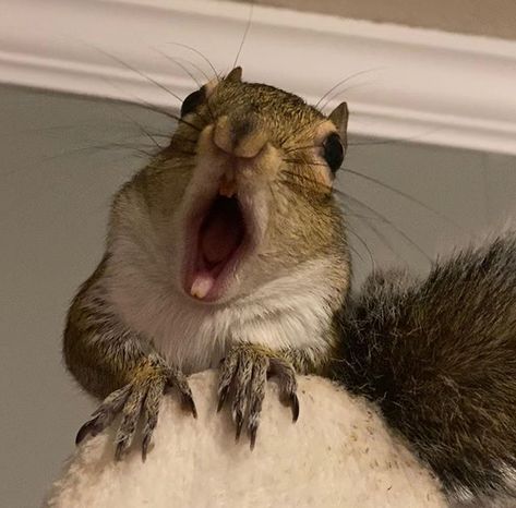 Funny Squirrel Pics, Squirrel Pfp Cute, Squirrel Funny Hilarious, Squirrel Pfp, Smiling Squirrel, Squirrel Aesthetic, Chipmunk Aesthetic, Chipmunk Cute, Drawing Squirrel