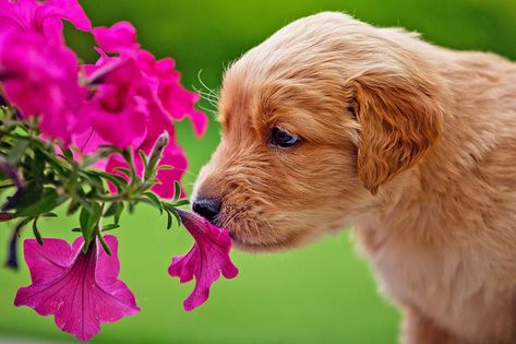 Dog Safe Outdoor Plants, Non Toxic Outdoor Plants For Dogs, Outdoor Plants Safe For Dogs, Dog Safe Flower Garden, Dog Safe Flowers, Dog Friendly Flowers, Dog Safe Plants Outdoors, Dog Friendly Plants Outdoor, Plants Safe For Dogs