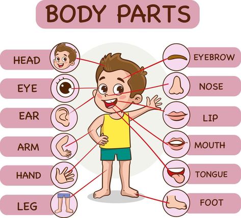 Theme My Body Preschool, My Body For Preschoolers, My Body Parts For Kids, Parts Of Body Chart, Body Parts Project For Kids, Body Parts For Kids Worksheets, My Body Parts Activities, Parts Of The Body Chart, Parts Of Body For Kids