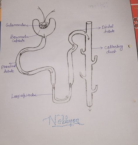 Nephron Diagram Easy, Nephron Diagram, Skeleton Drawing Easy, Chicken Anatomy, Human Anatomy Chart, Nursing School Studying Cheat Sheets, Tissue Biology, Biology Diagrams, Anatomy Chart